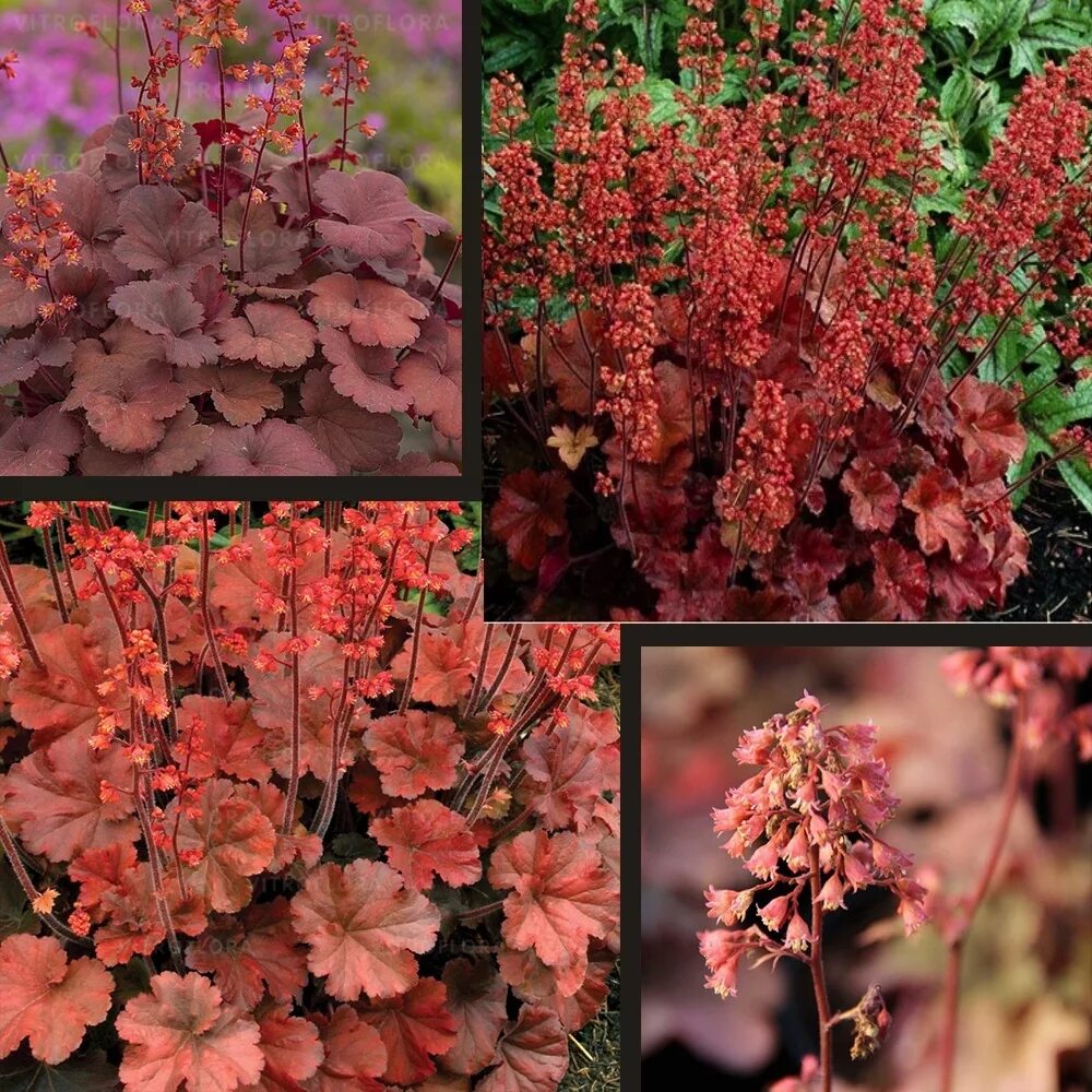 Гейхера Черри кола (Heuchera Cherry cola) (контейнер p7) 1-год купить в интернет