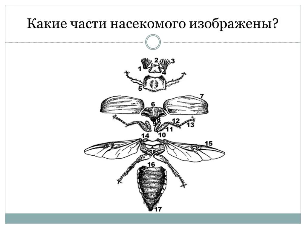 Какие части насекомого изображены. Части какие части насекомого изображены. Недостающая деталь насекомые. Рисунок по биологии 7 класс класс насекомые. Строение ума насекомого.