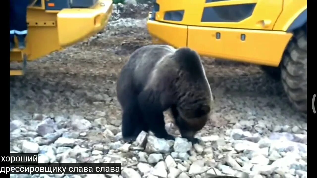 Амур золото вакансии свежие. Артель старателей Амур золото. Артель Амур видео. Медведь на участке Буор Артель старателей Амур Хабаровский край. Участок Перевальный Амур золото.