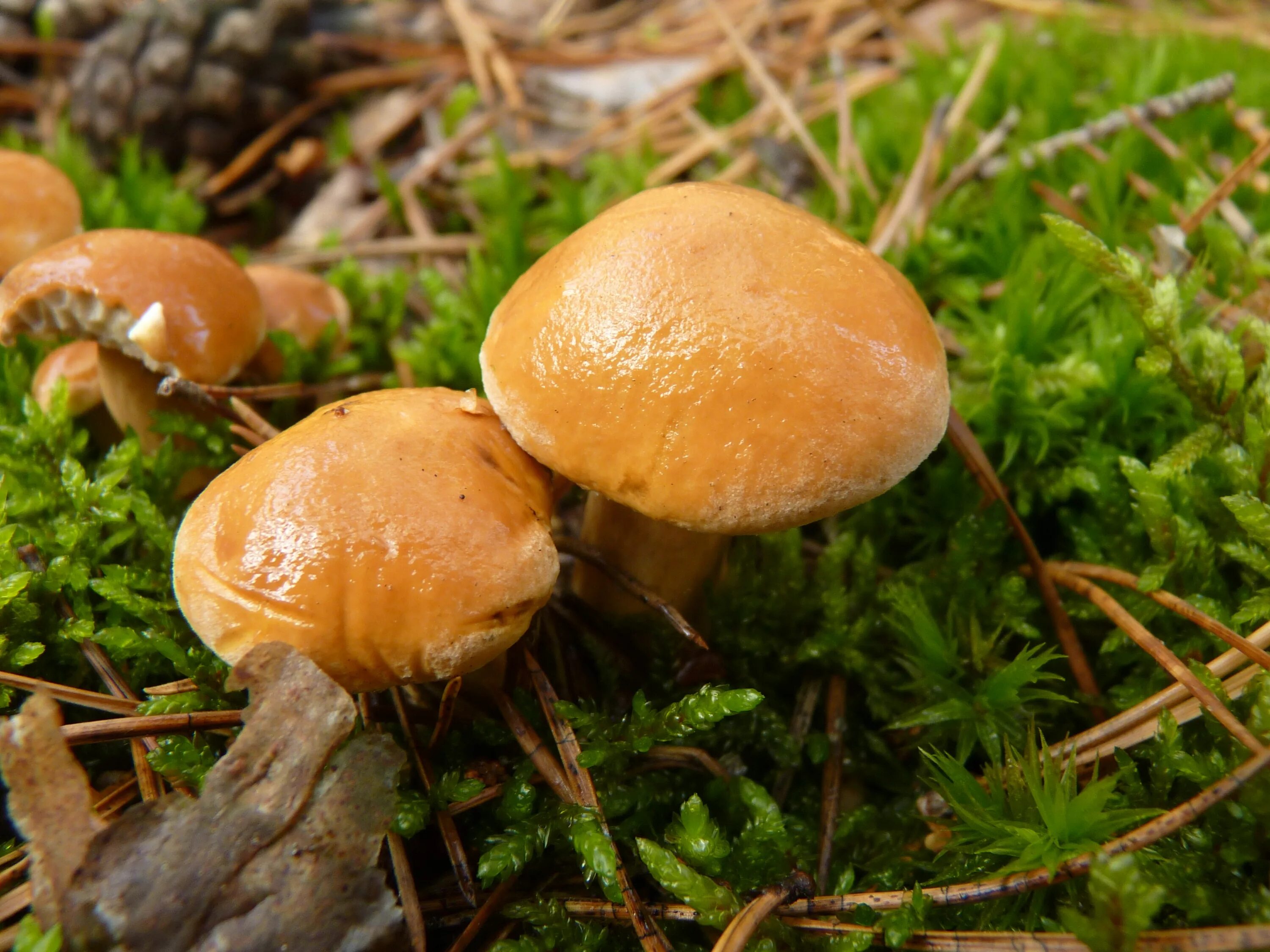 Осенние грибы маслята. Гриб Козляк. Масленок Козляк. Козляк (Suillus bovinus). Гриб Козляк съедобный.