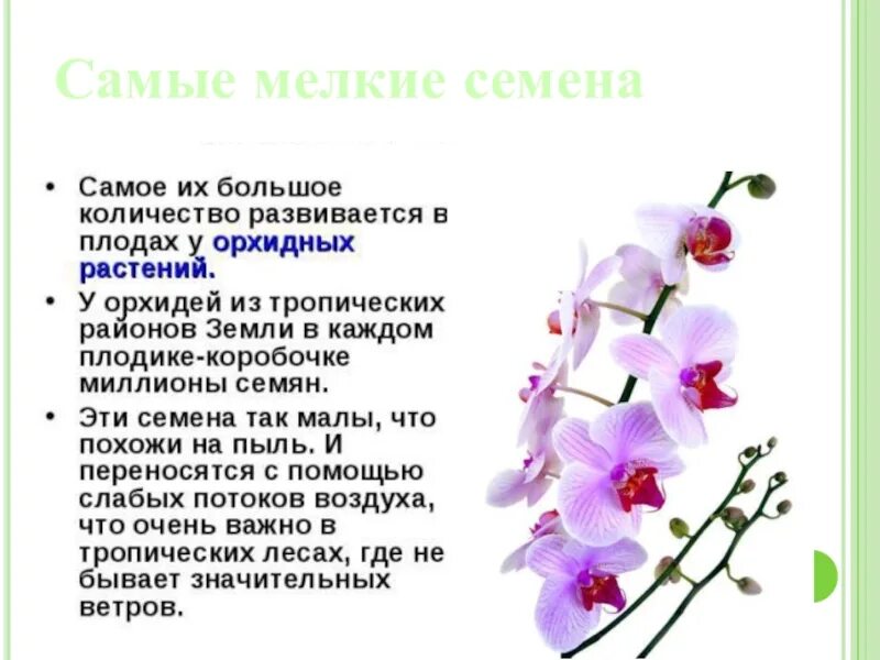 Растения семейства лилейные лилия. Однодольное растение орхидея. Орхидные семейство характеристика. Венерин башмачок строение растения. Самые мелкие семена.