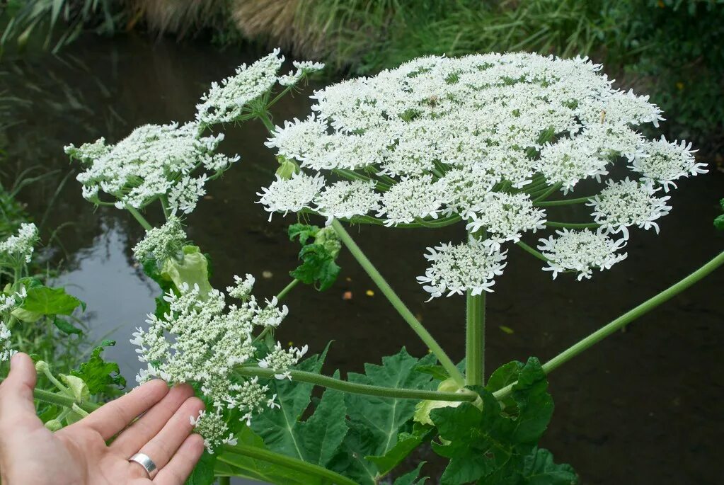 Сорняк сканворд 6. Вирджиния борщевик. Борщевик в Великобритании. Giant Hogweed. Борщевик американский.