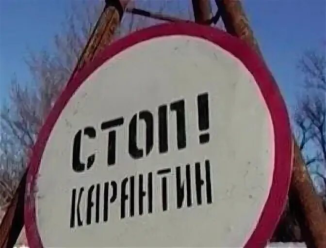 Карантин по бешенству в москве 2024