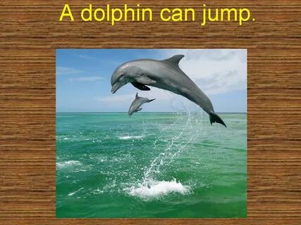 A dolphin can