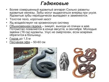 Есть ли у безногой ящерицы ядовитые железы