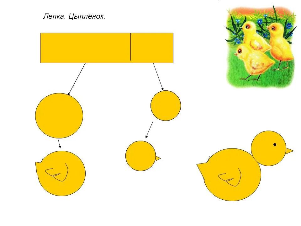 Схема лепки цыпленка. Поэтапная лепка цыпленка. Лепка цыпленок для детей 3 лет. Лепка цыпленок младшая группа.