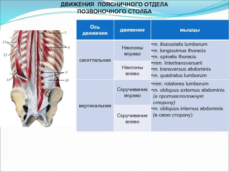 Передвижение позвоночных