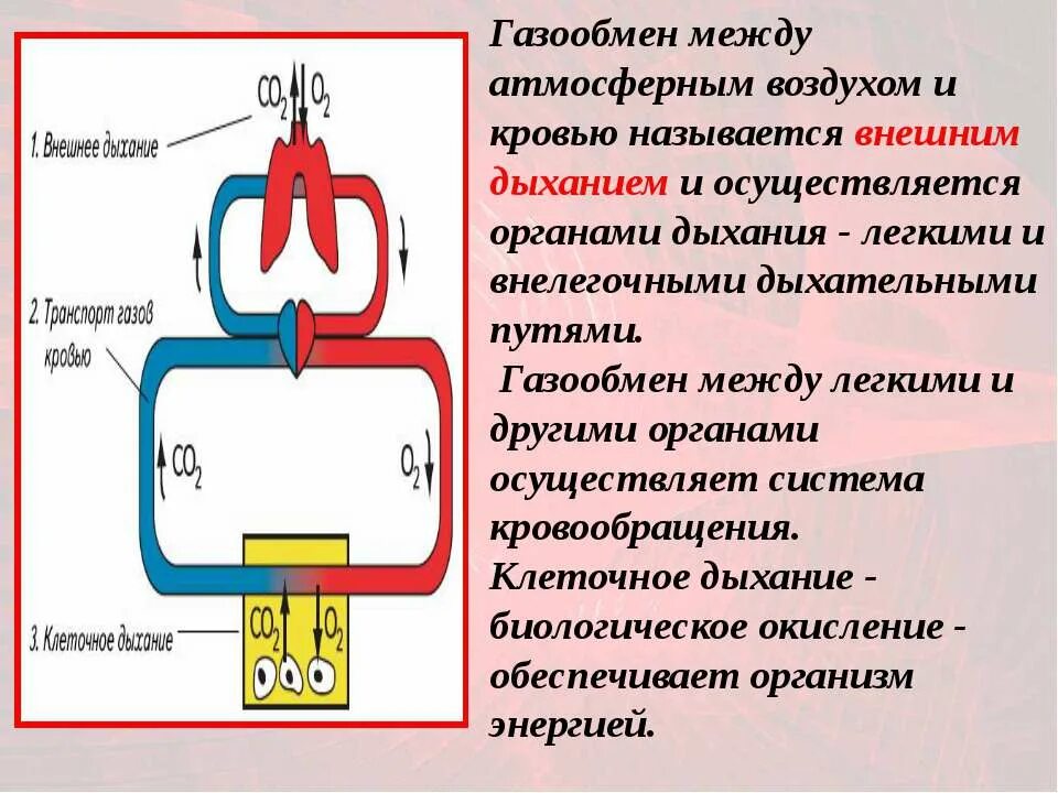 Этапы газообмена. Газообмен между воздухом и кровью. Газообмен между кровью и атмосферным воздухом. Последовательность процессов газообмена. Обмен газов между легочным воздухом и