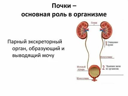 Мочевой какая ткань