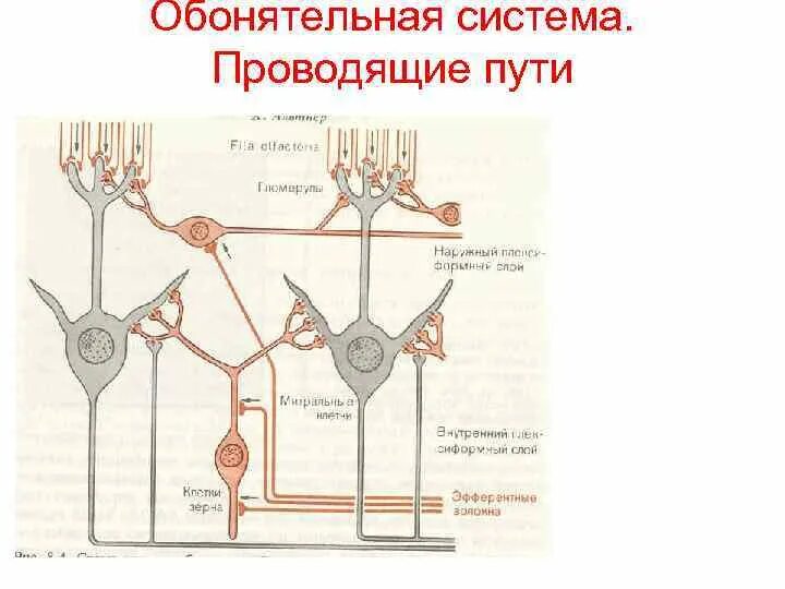 Начальным звеном обонятельного анализатора считают нейроны коры. Начальным звеном обонятельного анализатора считают нейроны коры. Начальным звеном обонятельного анализатора считают нейроны коры. Проводящие пути обонятельного анализатора схема. Схема строения обонятельной луковицы.