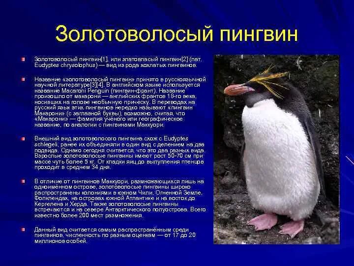 Содержание пингвина