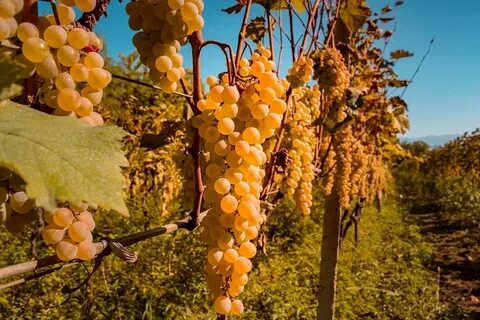 Вино из винограда по грузински