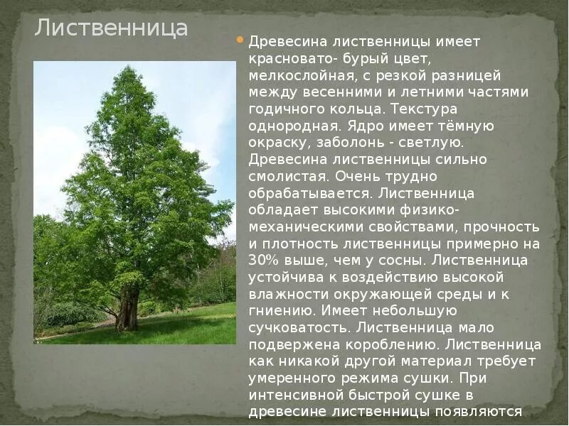 Роль лиственницы. Лиственница порода дерева. характеристика лиственницы. сообщение о дереве лиственница.