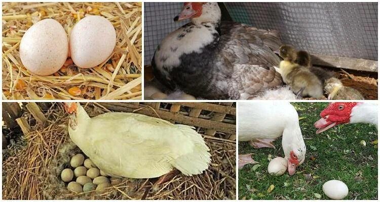 На скольких яйцах сидит индоутка. Инкубационное яйцо индоутки. Индоутка высиживает яйца. Индоутка яйца. Индоутки Гримо.