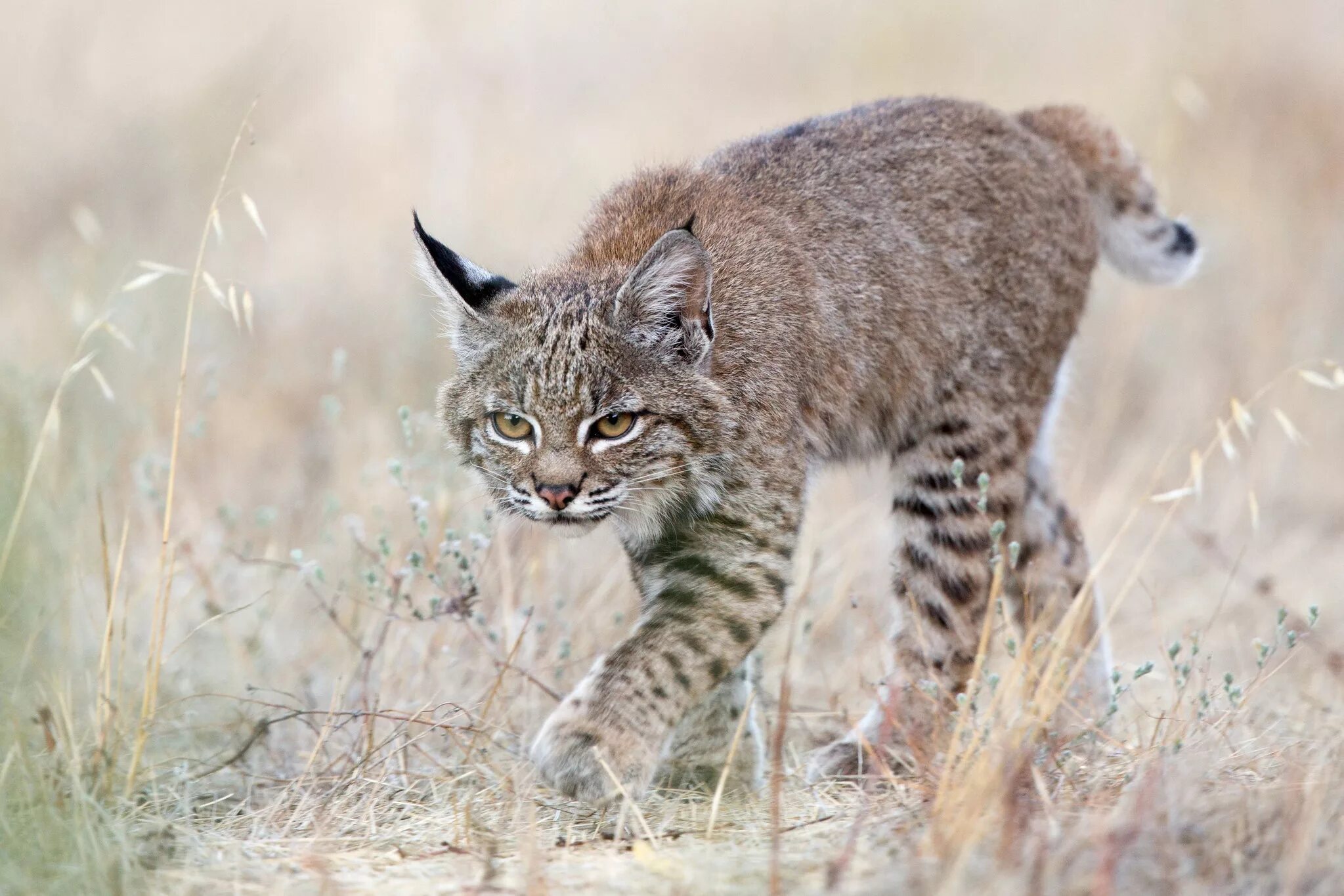 Туркестанская Рысь. Lynx Рысь. Рысь - Lynx Lynx (Linnaeus, 1758). Бобкэт Рысь. См рысь