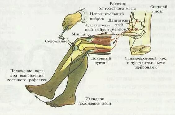 Уровень замыкания коленного рефлекса. Коленный рефлекс l2 - l4. Коленный рефлекс физиология. Коленный рефлекс биология 8 класс.