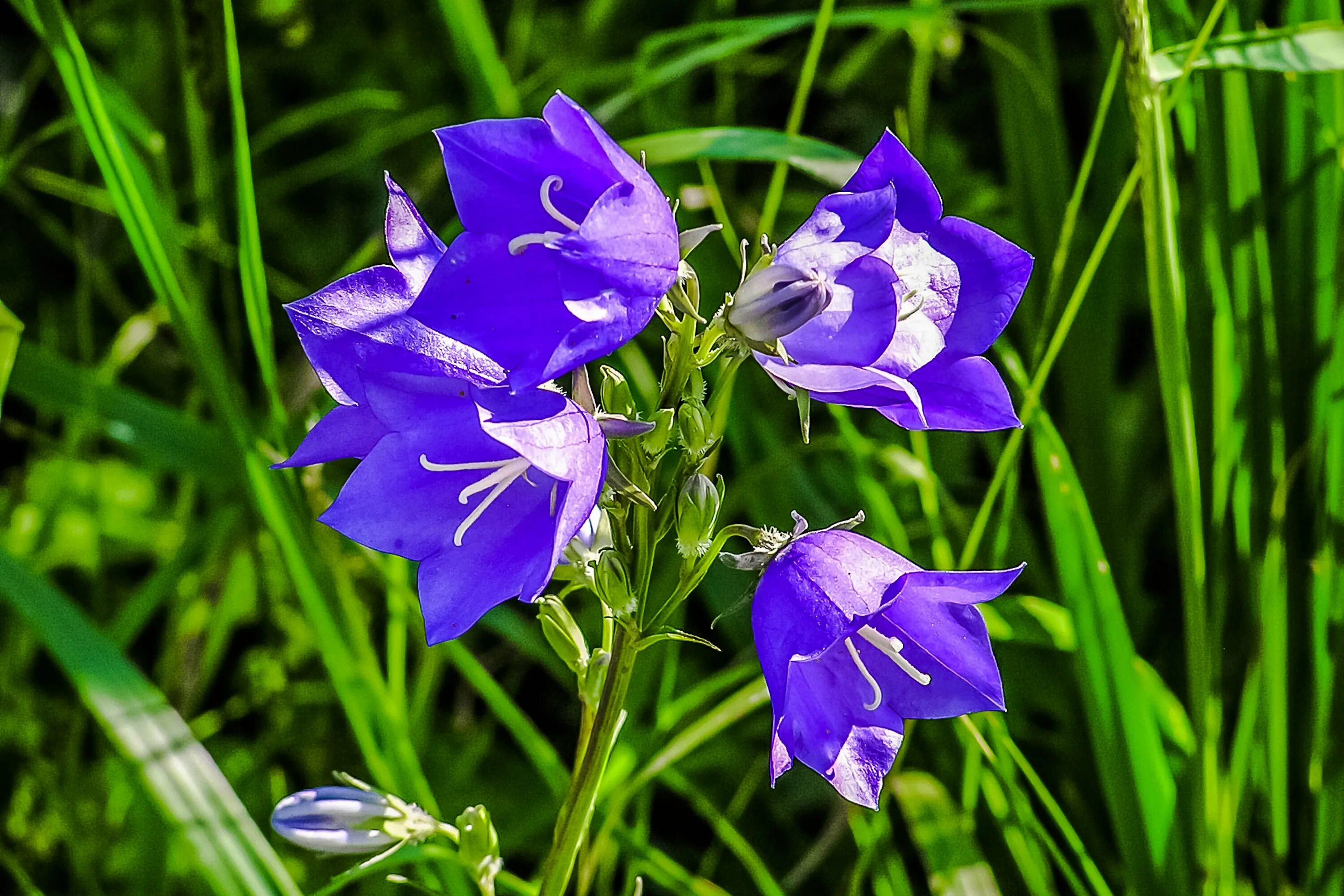 Колокольчик узколистный. Колокольчик кампанула lilac. Крокус шафран синий. Колокольчик тонколистный полевой. Кампанула колокольчик сиреневый.