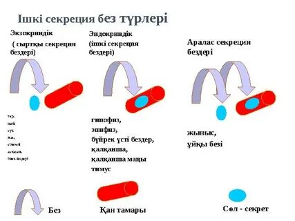 Траннилер пойызда трахает және сперму