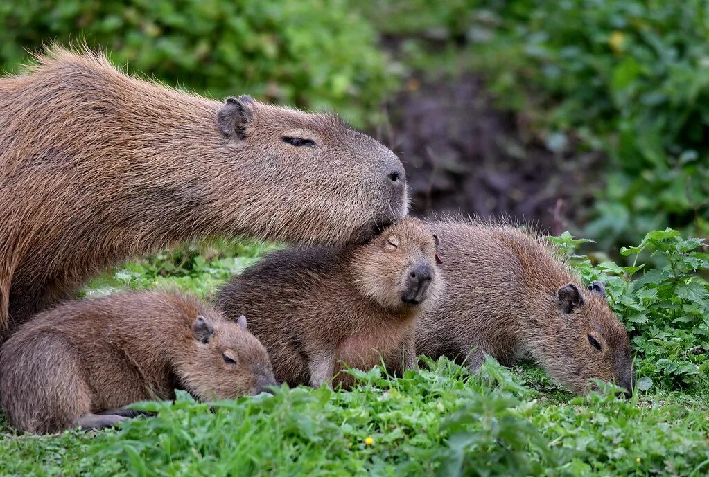 Fonds d'écran Charmant animal, capybaras 2880x1800 image