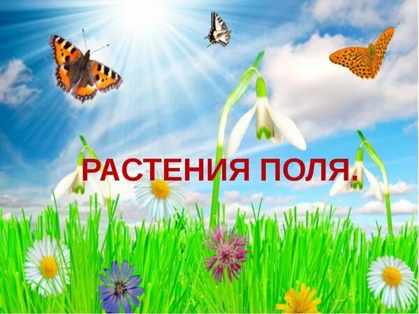 Поле это окружающий мир. Поле растительное сообщество. Природное сообщество поле доклад. Природное сообщество поле доклад. Презентация на тему поле.