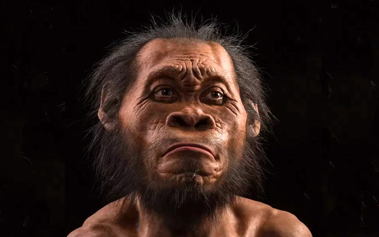 Хомо сапиенс сколько лет существует. Неандерталец (homo Neanderthalensis). Хомо наледи реконструкция. Хомо хабилис австралопитек. Хомо Эректус реконструкция.
