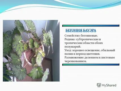 Бегония тигровая размножение