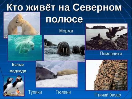 животные северного и южного полюса: 2 тыс изображений найдено в Яндекс  Картинках