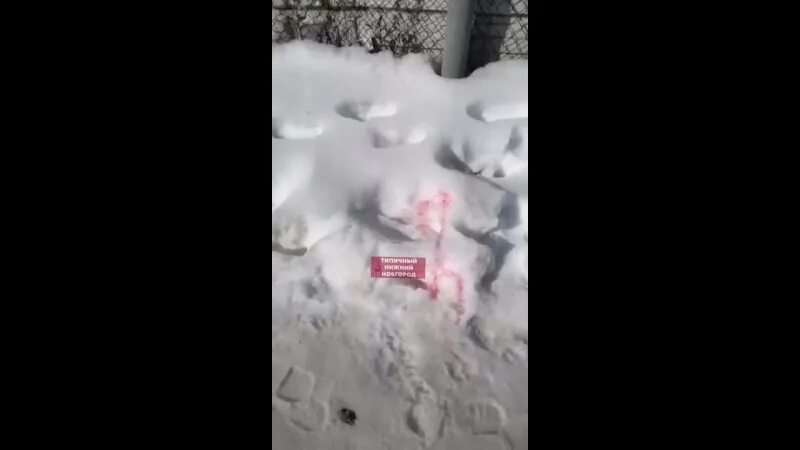 Может ли снег быть розовым. Розовый снег догхантеры. розовый снег отрава для собак.