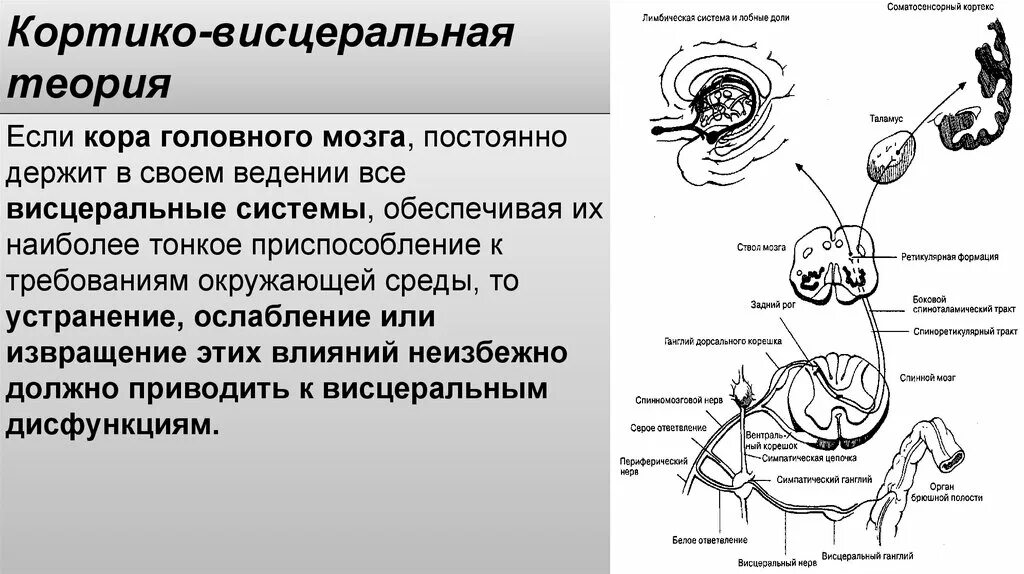 Висцеральный рефлекс. Кортиковесцилярная теория. Висцеральные функции. Физиология висцеральных систем. Кортико-висцеральные взаимоотношения.