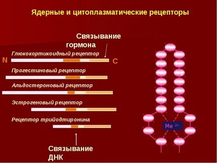 Гормоны днк