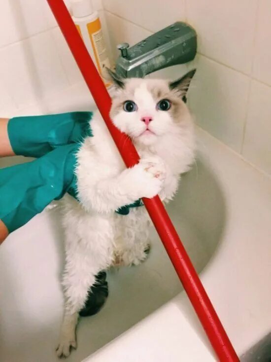 22 кота с сокрушительной харизмой, сопротивляться которой бесполезно Funny cat p