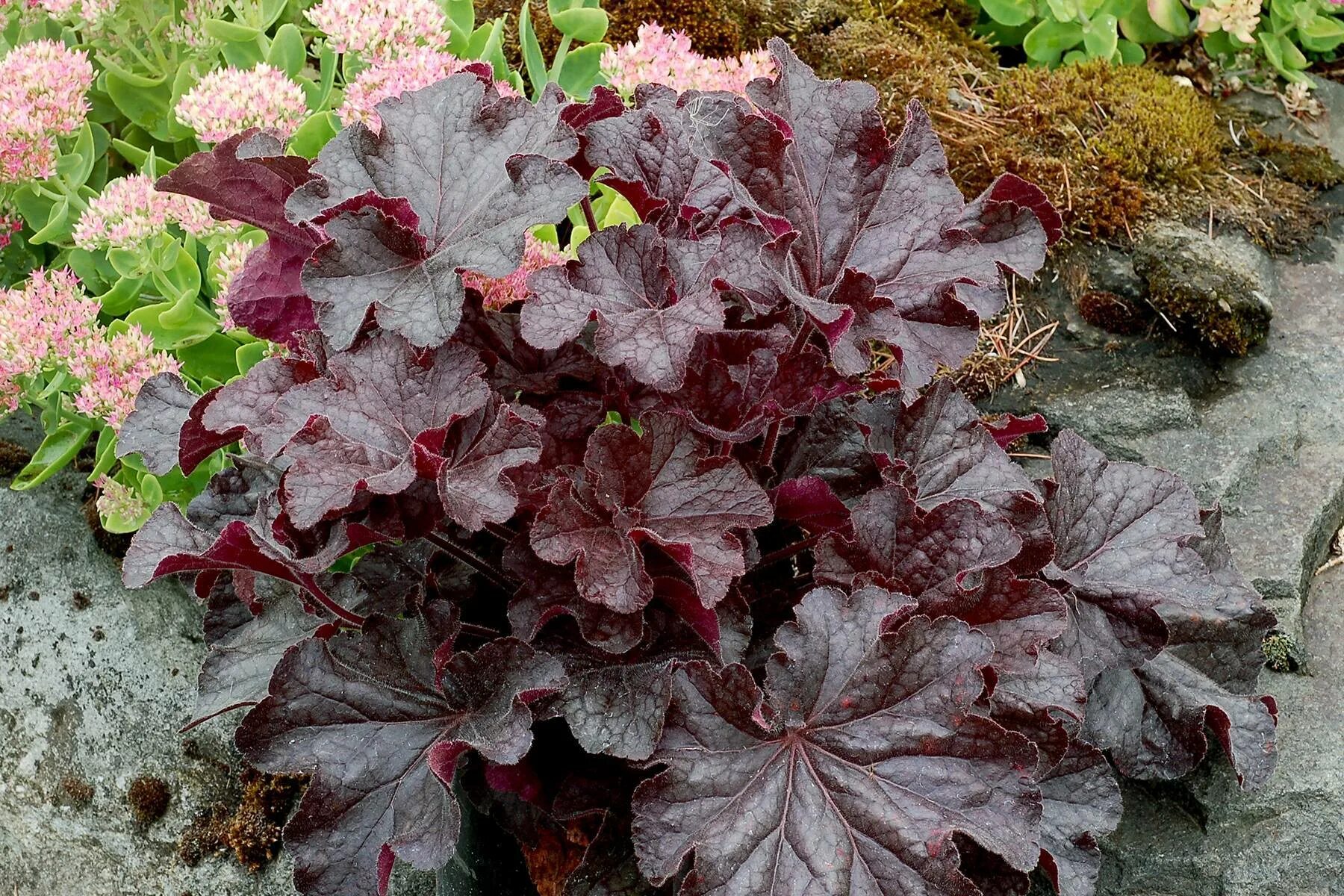Гейхера блэк. Гейхера рио (heuchera rio). гейхера (heuchera) &quot;рио&quot;. гейхера кассис. cassis/ кассис гейхера.