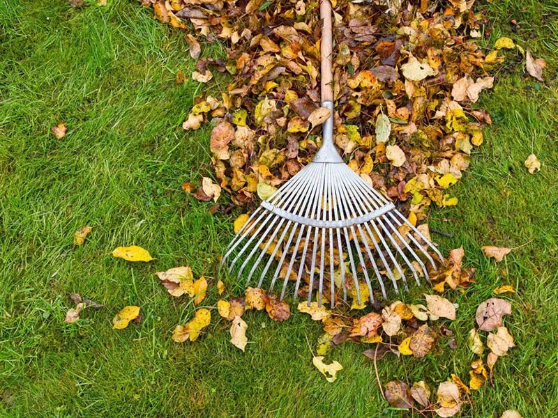 Надо ли убирать листву. Уборка листьев. Грабли для уборки листвы с газона. Уборка листьев с газона. Уборка листьев в саду осенью.