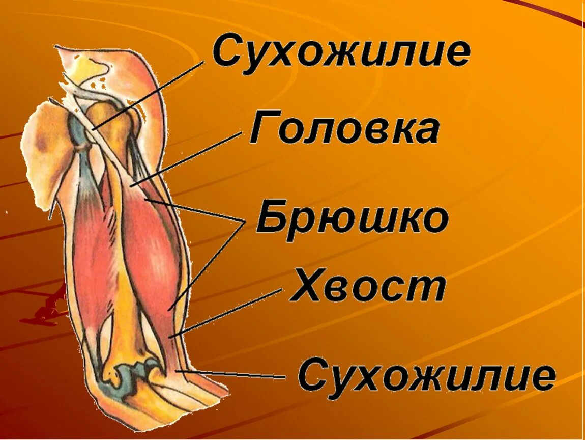 Сухожилие животных. Головка брюшко и хвост мышцы. Брюшко мышцы. Строение мышцы. Мышечное брюшко и сухожилие.