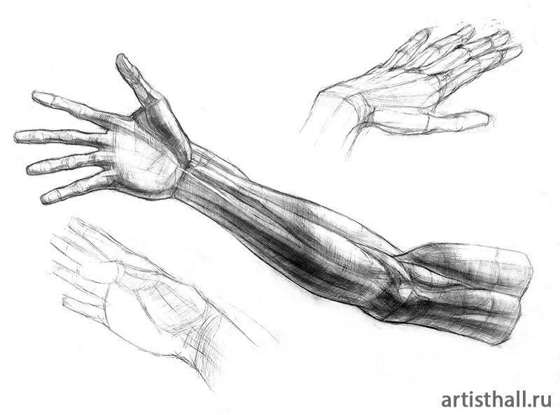 Строение руки рисунок. Анатомия рук для рисования. Анатомия руки человека для художников. Анатомия кисти руки для художников. Рука анатомия рисунок.