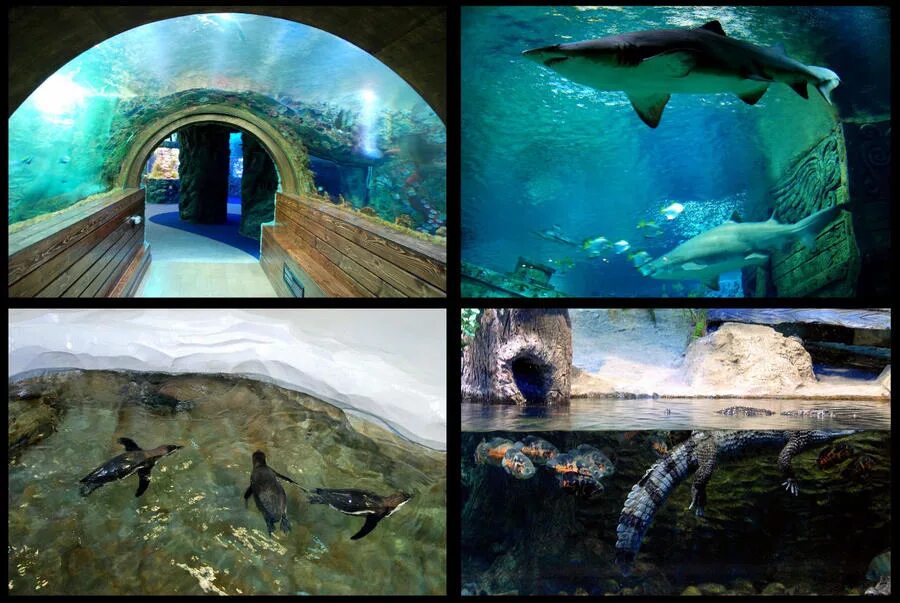 Oceanarium in Voronezh - Аква Лого инжиниринг