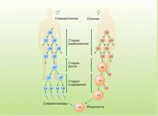 Установите последовательность происходящих при размножении человека. Развитие половых клеток овогенез сперматогенез. Фаза размножения гаметогенез. Стадия размножения гаметогенеза. Фаза созревания гаметогенеза.