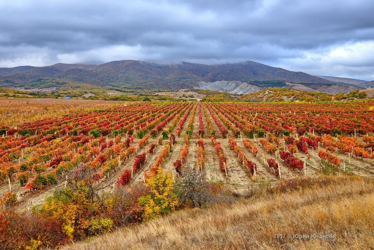 коктебель виноградники 1960. крым судак виноградники. коктебель крым виноградники. алушта виноградники. сорт коктебель.