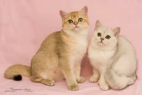 Окрас британской породы кошек