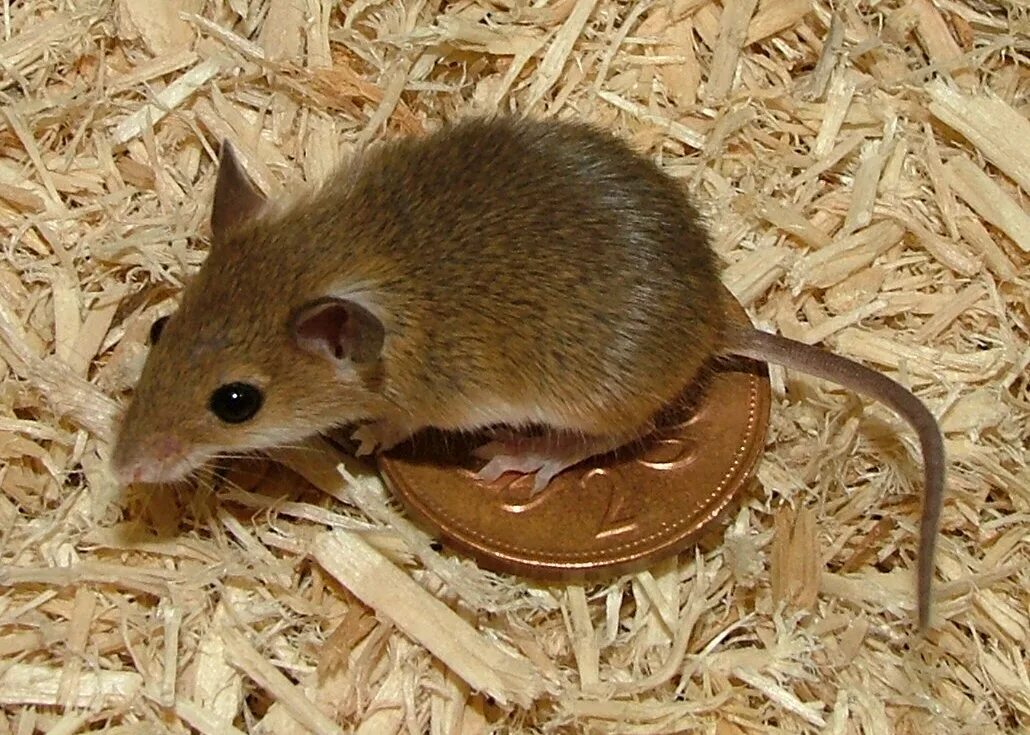 Взрослые мыши