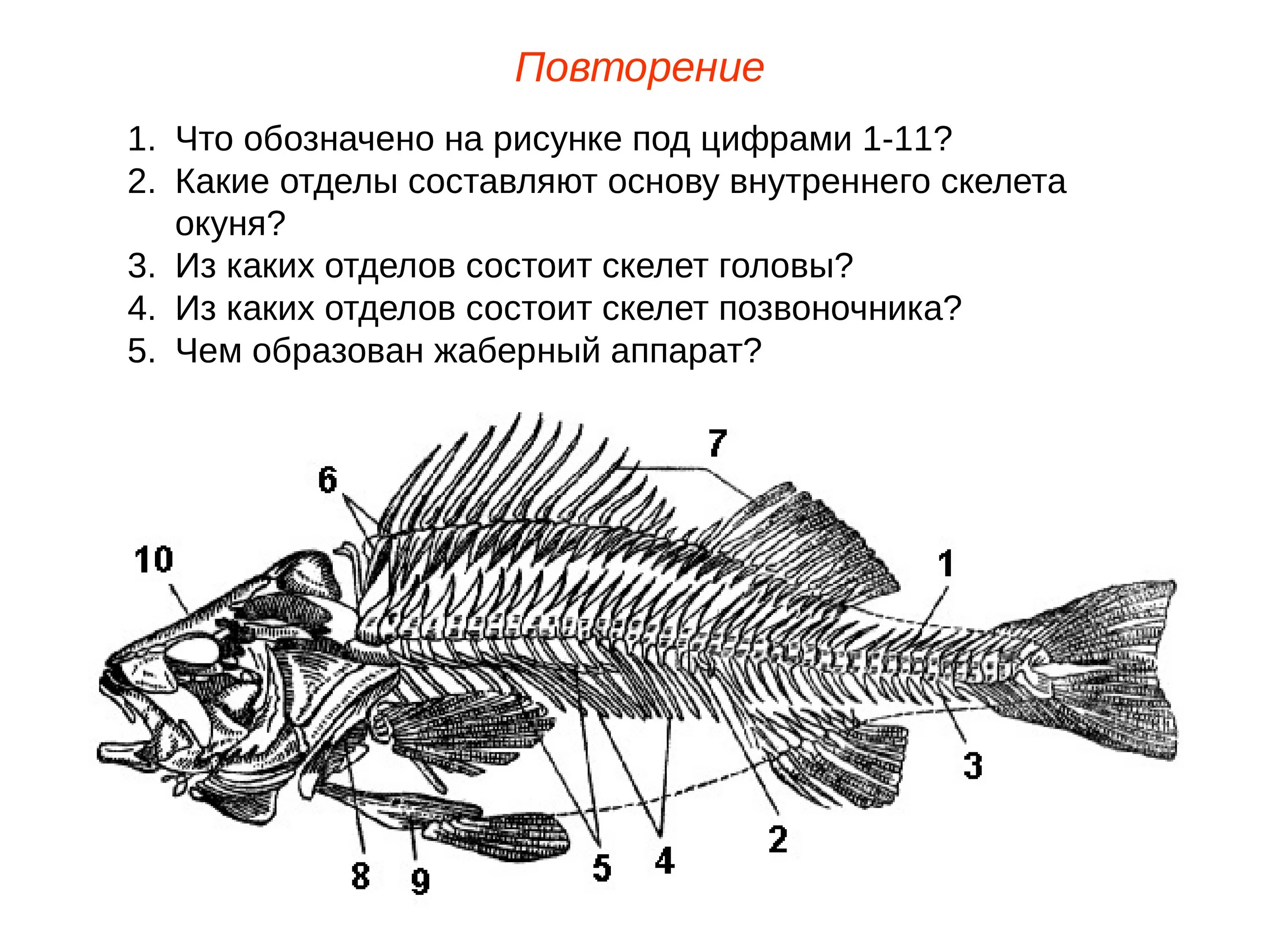 Осевой скелет костистой рыбы. Строение скелета костистой рыбы. Скелет костной рыбы 7 класс биология. Строение позвоночника костистой рыбы.