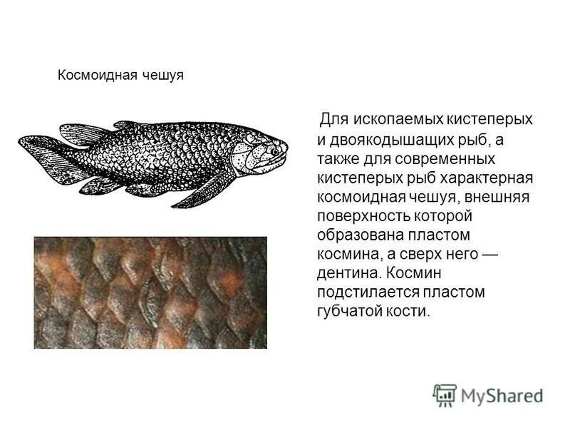 Особенности строения двоякодышащих рыб. Двоякодышащие рыбы палеозой. Общая характеристика двоякодышащих рыб. Подкласс двоякодышащие рыбы представители. Особенности строения двоякодышащих рыб.