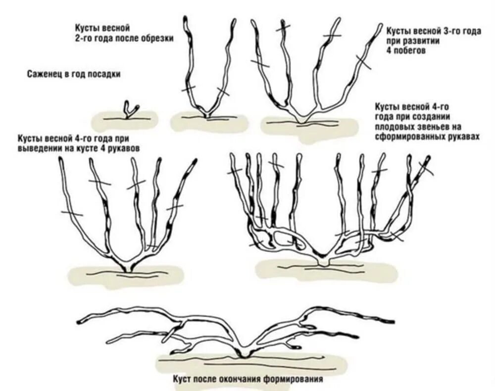 Обрезка винограда весной для начинающих как обрезать. Схема правильной обрезки винограда. Схематическая обрезка винограда. Схема осенней обрезки винограда. Схема обрезки винограда по годам осенью.