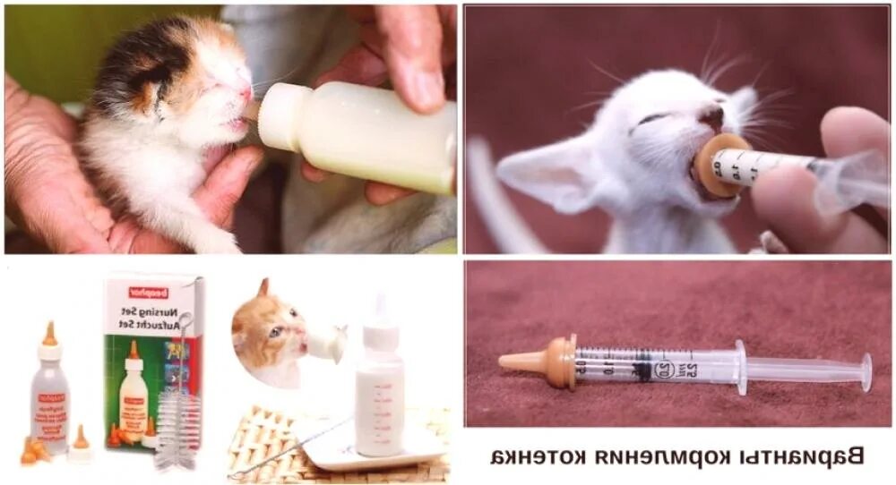 Как выкормить новорожденного котенка без кошки