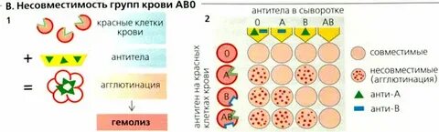 Разные резусы у партнеров