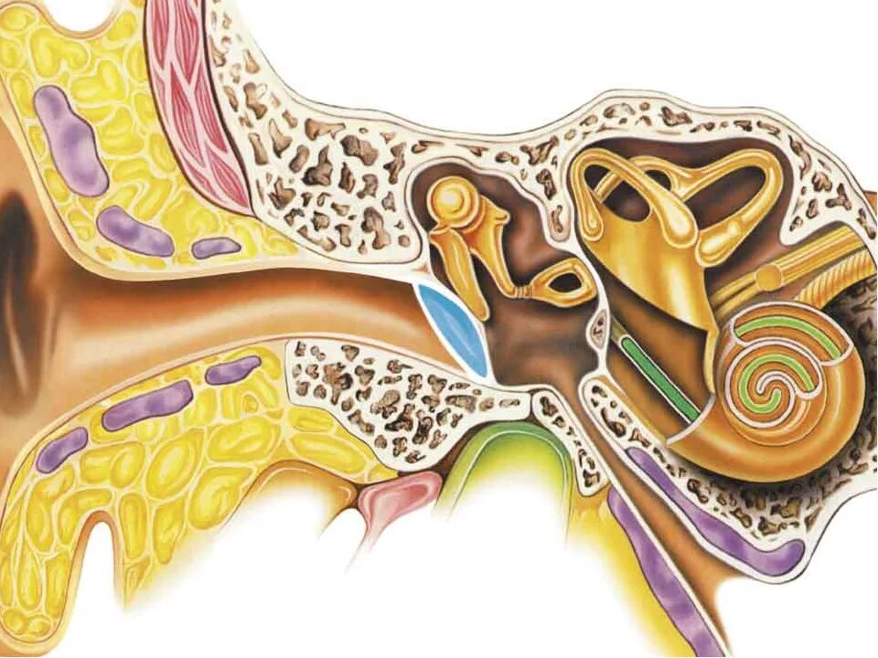 Строение среднего уха человека анатомия. Строение слухового аппарата человека. Слуховой аппарат строение уха. Строение среднего уха человека. Слуховой аппарат внутреннего уха
