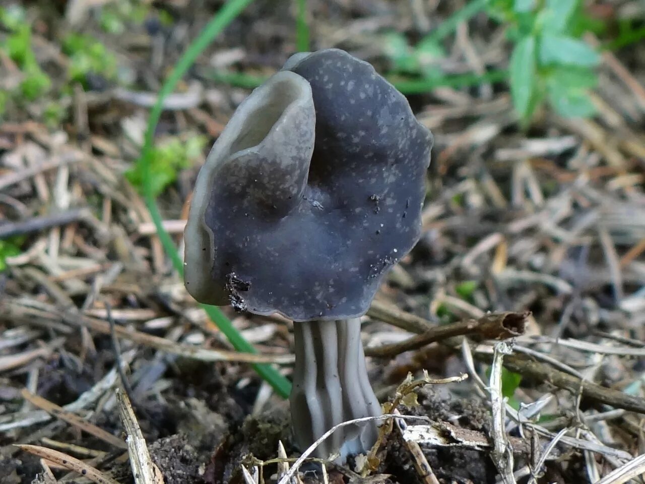 Лопастник ямчатый. Лопастник (Helvella). Гриб лопастник ямчатый. Лопастник курчавый.