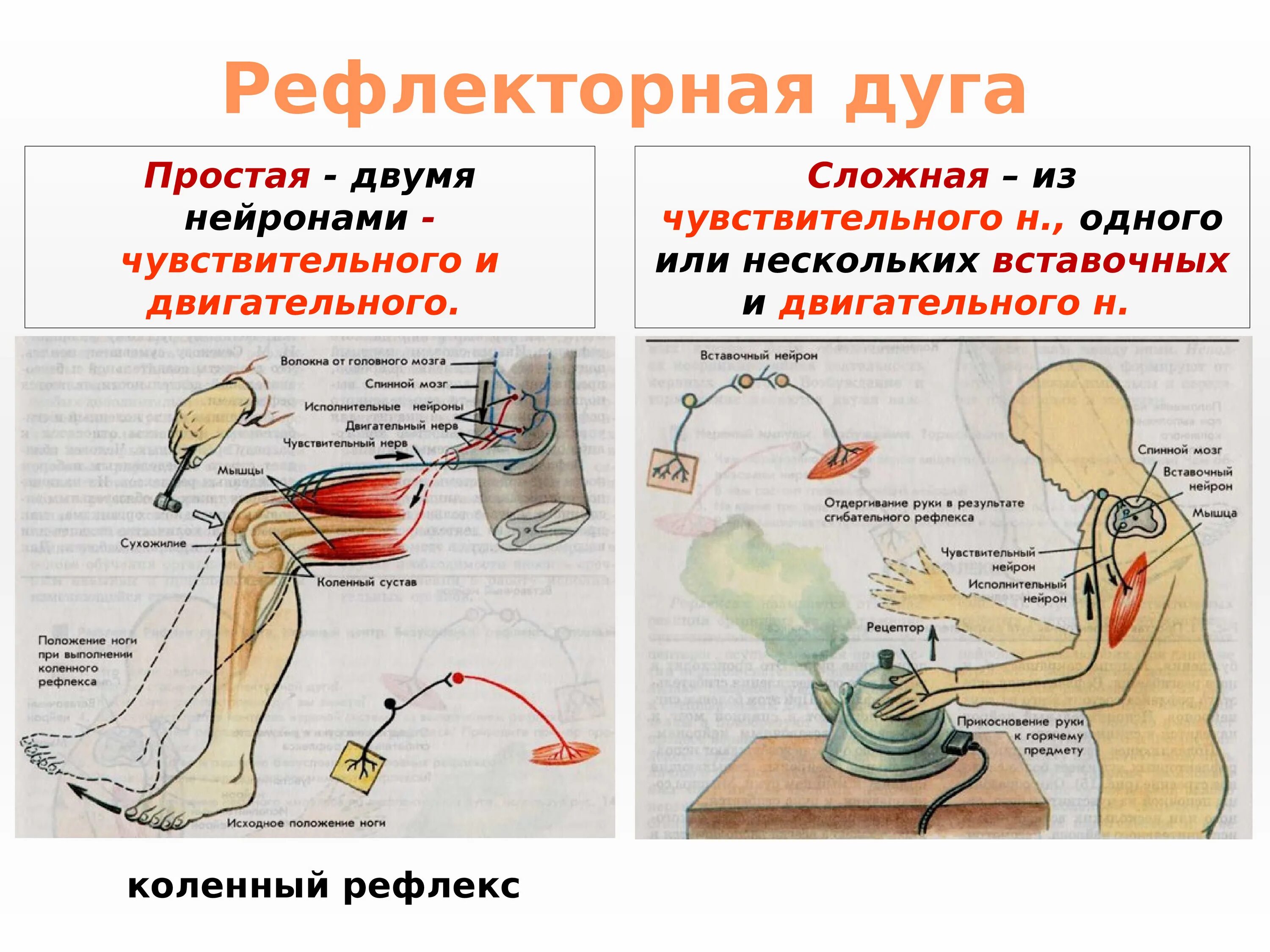 Рефлекторная дуга отдергивания руки от горячего предмета. Структуры рефлекторной дуги коленного рефлекса. Путь рефлекторной дуги. Рефлекторно синоним. Коленный рефлекс двигательное звено.