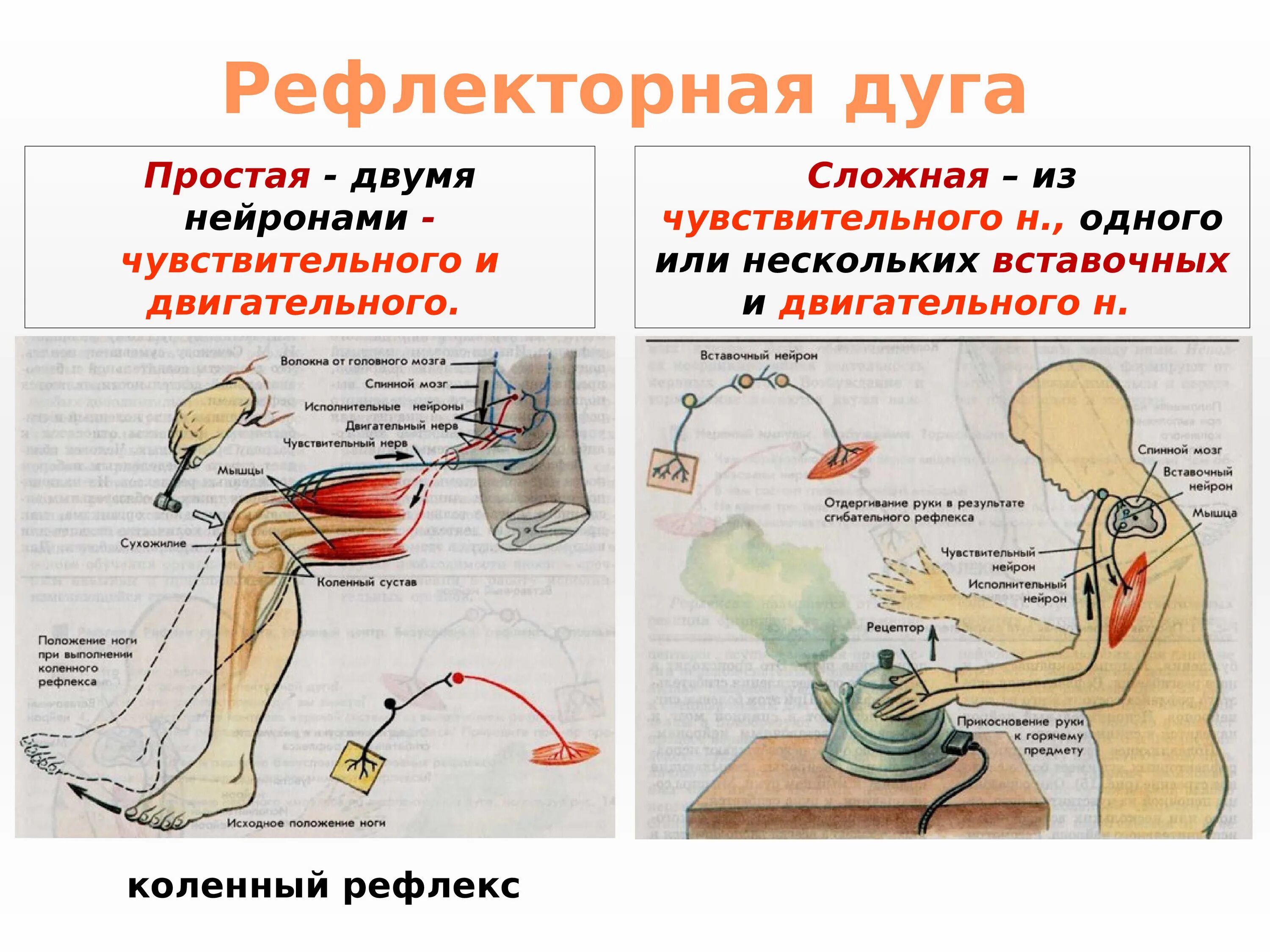 Чувство рефлекса. 2х нейронная рефлекторная дуга. Функции рефлекторной дуги анатомия. Примеры рефлексов сложной рефлекторной дуги. Примеры рефлексов с простыми рефлекторными дугами.