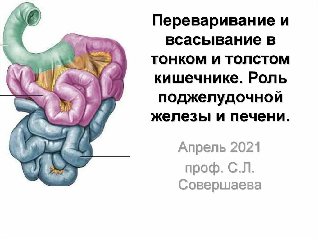 Какой сок в толстом кишечнике. Пищеварение и всасывание в толстом кишечнике. Всасывание в тонком и толстом кишечнике. Поджелудочная железа и тонкий кишечник. Пищеварение всасывание в тонком и толстом кишечнике.